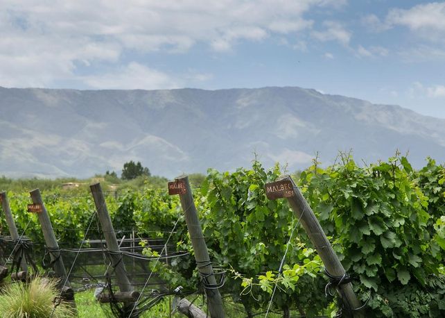 Posada & Bodega La Matilde: enoturismo integral en Traslasierra