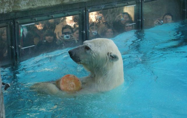 Murió el oso polar del zoológico porteño por las altas temperaturas y la pirotecnia