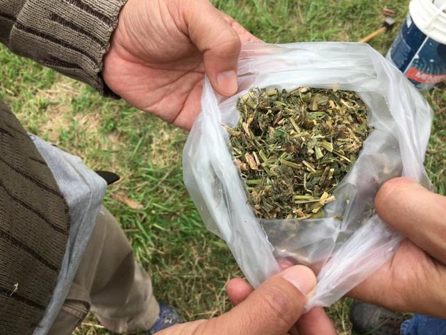 Entre sábanas: tapar los rollos de alfalfa con mantas ayuda a mantener sus propiedades nutricionales
