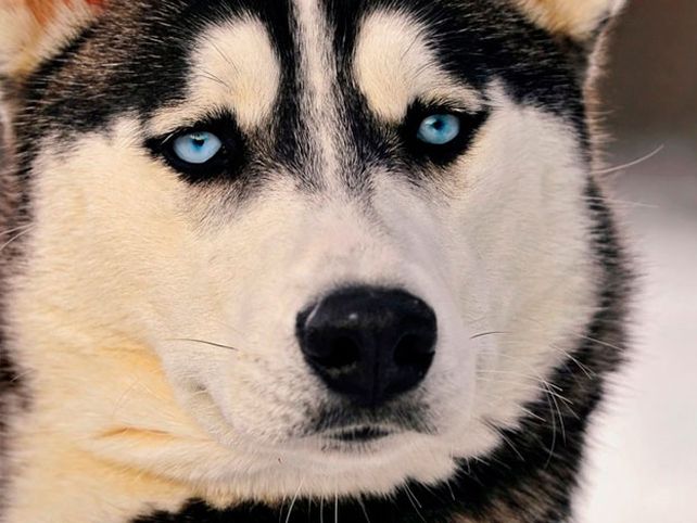 El perro, el mejor amigo del hombre desde hace 40.000 años