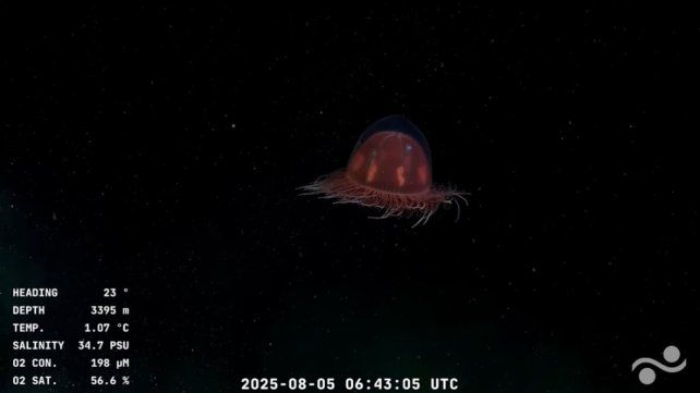 La biodiversidad marina que se ve a diario en el stream de los investigadores del Conicet asombra a miles de argentinos.
