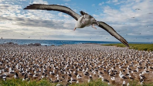 National Geographic presentó sus mejores fotografías de vida salvaje