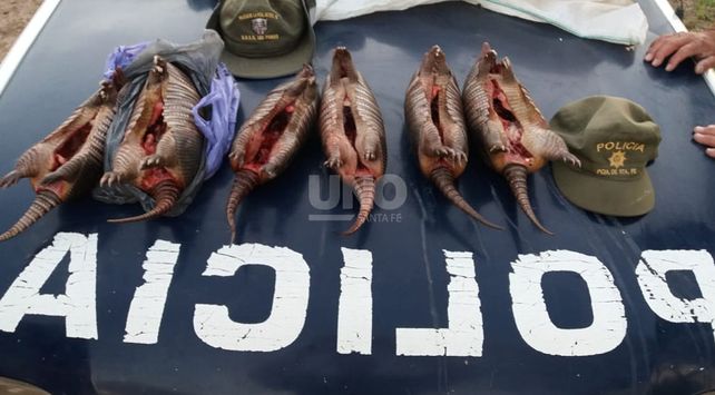 Los animales secuestrados en los diferentes procedimientos.&nbsp;