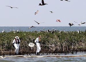 Hallan 300 aves muertas en costas da&ntilde;adas por derrame de petr&oacute;leo
