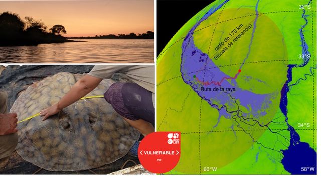 La sorpresa llegó desde el fondo del Paraná: una raya gigante recorrió 170 kilómetros y sorprendió a investigadores del Conicet