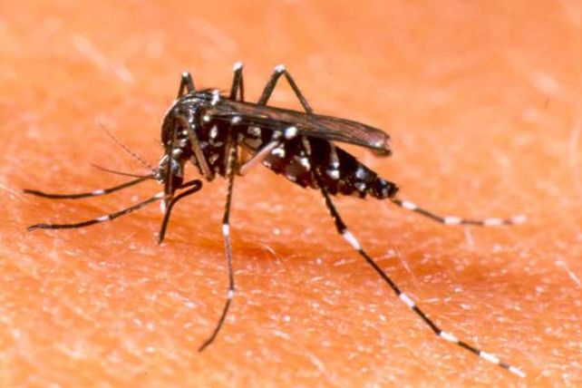 Realizarán un operativo para calcular el índice larvario en la Ciudad por el dengue
