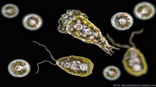 Qué es la ameba comecerebros, cómo se transmite y cuáles son los síntomas de la infección