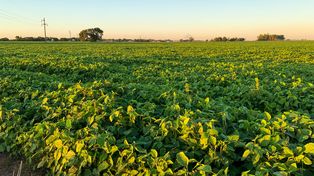 Un debut global con sello argentino en la batalla contra las malezas resistentes