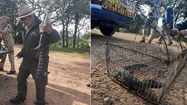 Una familia encontró un yacaré: lo liberaron en una reserva