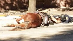 La emotiva imagen del policía que consuela a un caballo agonizante y que se viralizó