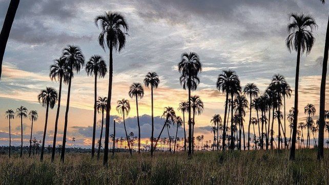 Inauguran una muestra por el 60° aniversario del parque nacional El Palmar