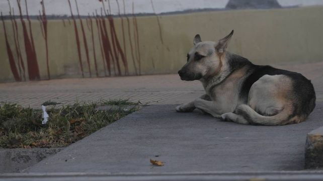 Un hombre murió hace un mes y su perro lo espera en la puerta de la sala velatoria