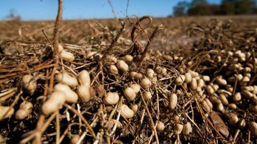 Impulso a la agricultura regenerativa con tonada cordobesa