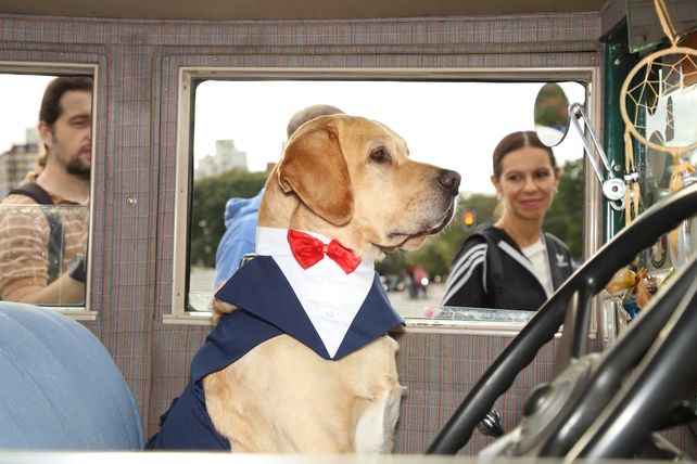 De gala. El perro Sasha se vistió para la ocasión en más de un evento de autos antiguos.