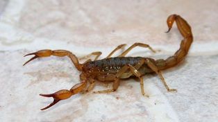 Un niño de dos años murió por la picadura de un alacrán