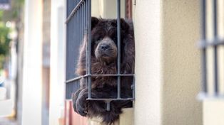 Mascotas y cuarentena: cómo cuidarlos durante la pandemia