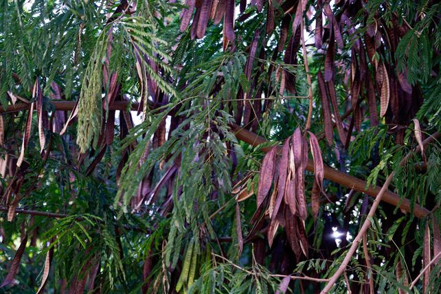 Arbolado público: piden que el municipio evite plantar una especie invasora