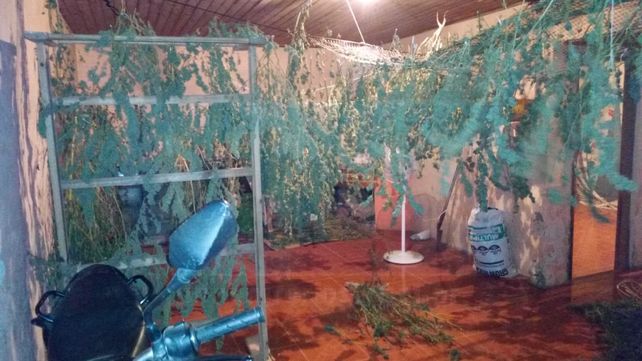 Bien cuidaditos. Los gajos con cogollos estaban acondicionados dentro de una habitación.