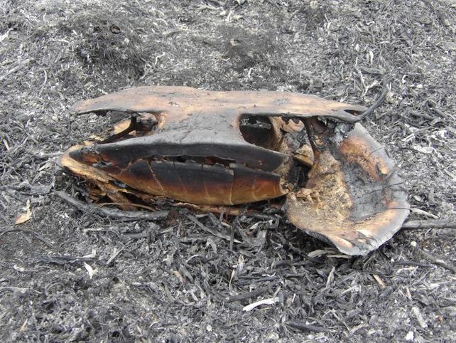Científicos advierten sobre el colapso inminente de la biodiversidad de los humedales