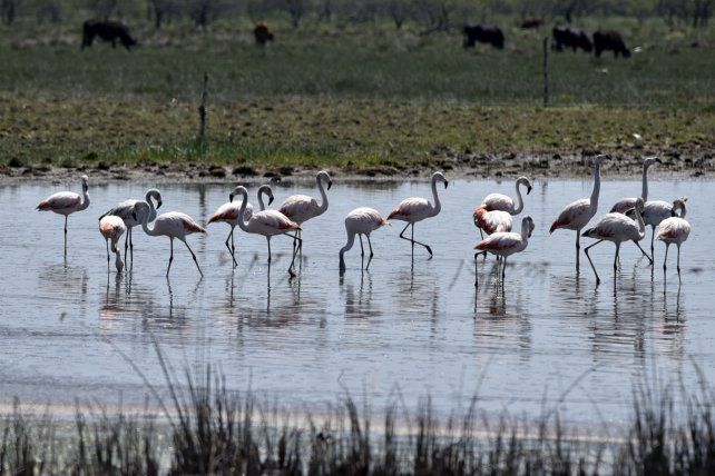 Añapiré: el paraíso de los flamencos rosados ya está cerca de ser reserva