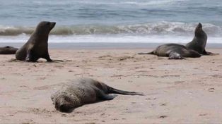 Las caletas, bahías y cañadones de dificil entrada que tiene la costa chubutense podrían guardar más animales fallecids.