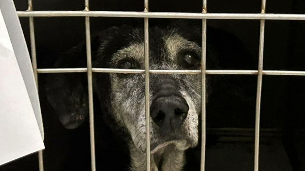 Abuso sexual a una perra en Rosario: qué pena podría enfrentar el agresor de barrio Godoy thumbnail