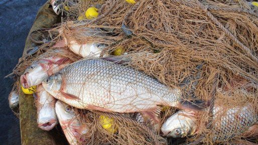 Entre Ríos y Santa Fe acordaron medidas conjuntas para ordenar la pesca
