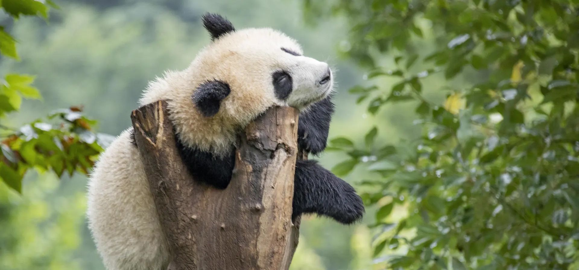 Sichuan, China. Un panda gigante descansa en el Centro de Conservación e Investigación de China para el Panda Gigante en el condado de Wenchuan, prefectura de Aba. Fotografía: Shutterstock