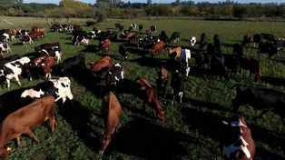 Reconvirtieron un tambo orgánico y potenciaron la rentabilidad