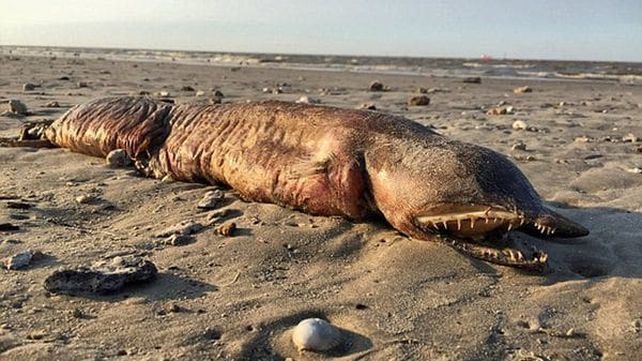 La monstruosa criatura que apareció tras el paso del huracán Harvey