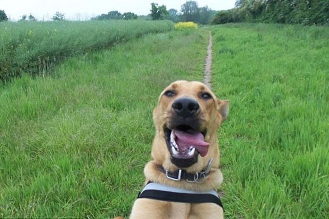 Fotos selfies de los animalitos más divertidos