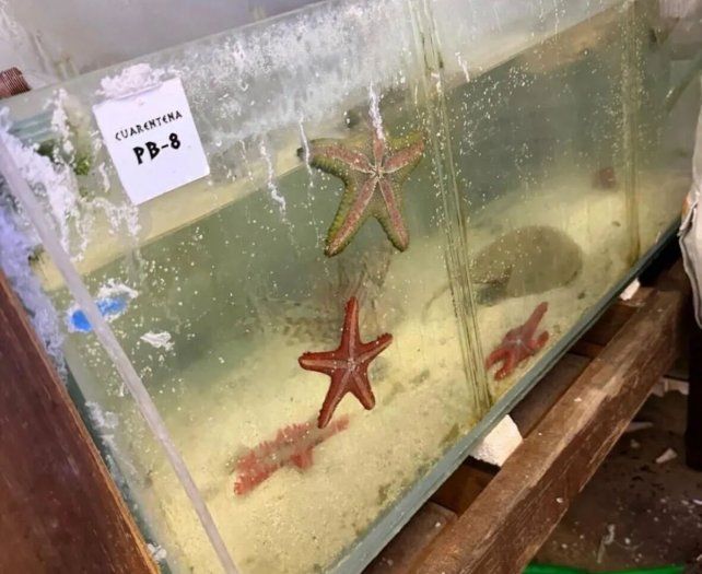 Incautaron en Ezeiza más de 700 animales marinos traficados desde Kenia