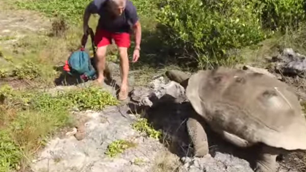 No hay nada peor que interrumpir a una tortuga que está teniendo sexo