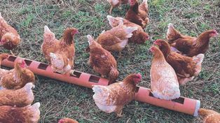 En el caso de los tenederos de aves de traspatio, cada beneficiario podrá acceder a un pago de $ 2.500 por cabeza de ave calificada.