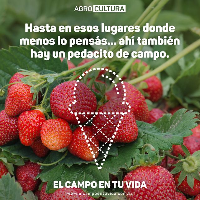 Más de 20 entidades del agro lanzaron una campaña de comunicación para mostrar al campo en el día a día