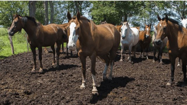 Se detectaron casos de encefalomielitis equina en Corrientes y Santa Fe y analizan posibles casos de Entre Ríos y Córdoba.