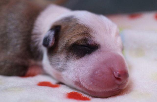 El nuevo Antony. Creado a imagen y semejanza de su antecesor.