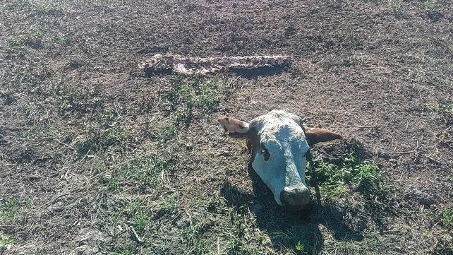 Cayó preso un cuatrero en una canoa donde llevada faenado dos novillos robados