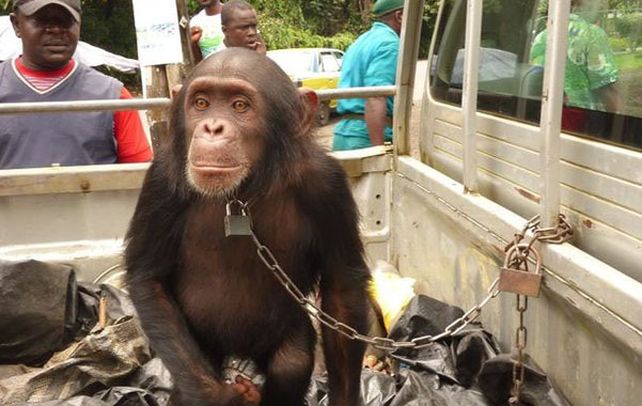 Tortura. Un chimpancé cazado para ser vendido en Africa. El tráfico de estas especies va en aumento.
