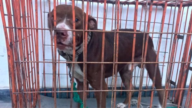 Se recuperó un perro de raza pitbull en Santa Fe con signos de maltrato y bajo peso.