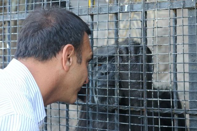 Cecilia, la chimpancé del zoo de Mendoza espera su traslado a un santuario