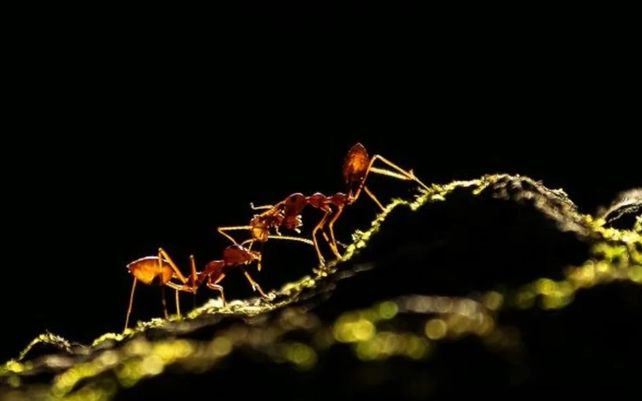 Las maravillosas imágenes que celebran la diversidad de la flora y fauna del planeta