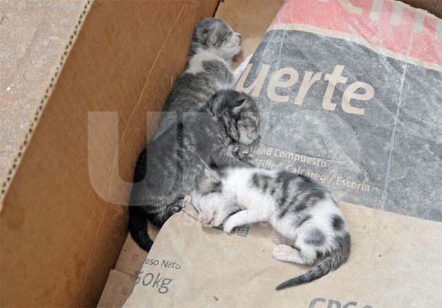 Denuncian el envenenamiento de 30 gatos en la Casa Cingolani de barrio Candioti