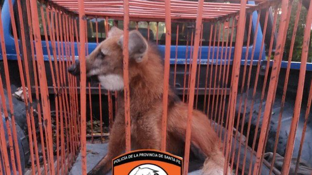 Aguará Guazú en Colastiné Norte