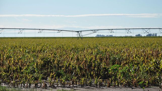 En riego se podrá ver “una integración muy fuerte entre agricultura y ganadería o lechería”