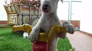 Adiós al mito de que los perros cumplen siete años cada doce meses