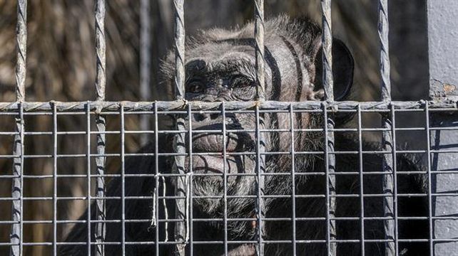 Cecilia, la chimpancé del zoo de Mendoza espera su traslado a un santuario