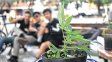 Imágenes de archivo de la Marcha Mundial de la Marihuana en Santa Fe