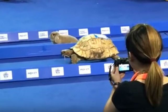 ¿Quién ganó? La fábula de la liebre y la tortuga se hizo realidad en una insólita carrera