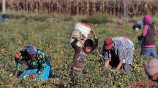Hay casi 46 millones de personas esclavas en el mundo, entre ellos cientos de miles de niños